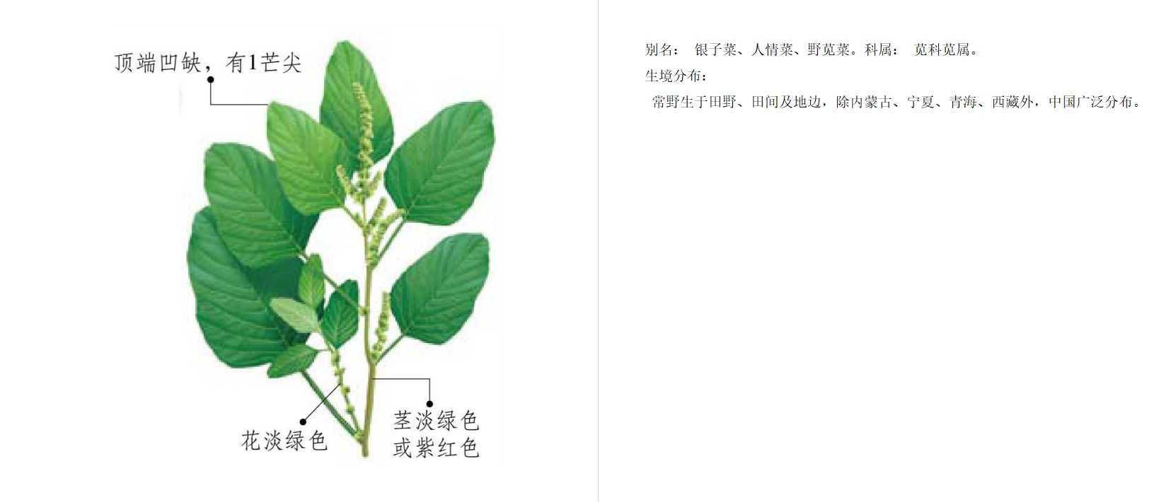 中国之美-自然生态图鉴（）3